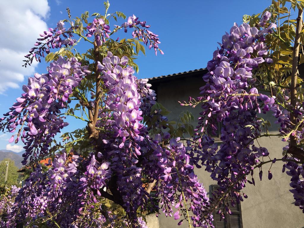 B&B Villa Dei Pini Cannobio Zewnętrze zdjęcie